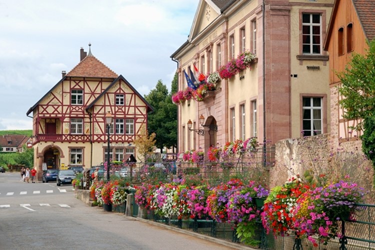 Alsaská vinná stezka a barevný festival chryzantém