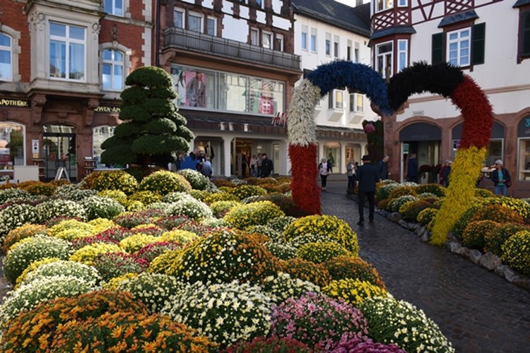 Alsaská vinná stezka a barevný festival chryzantém
